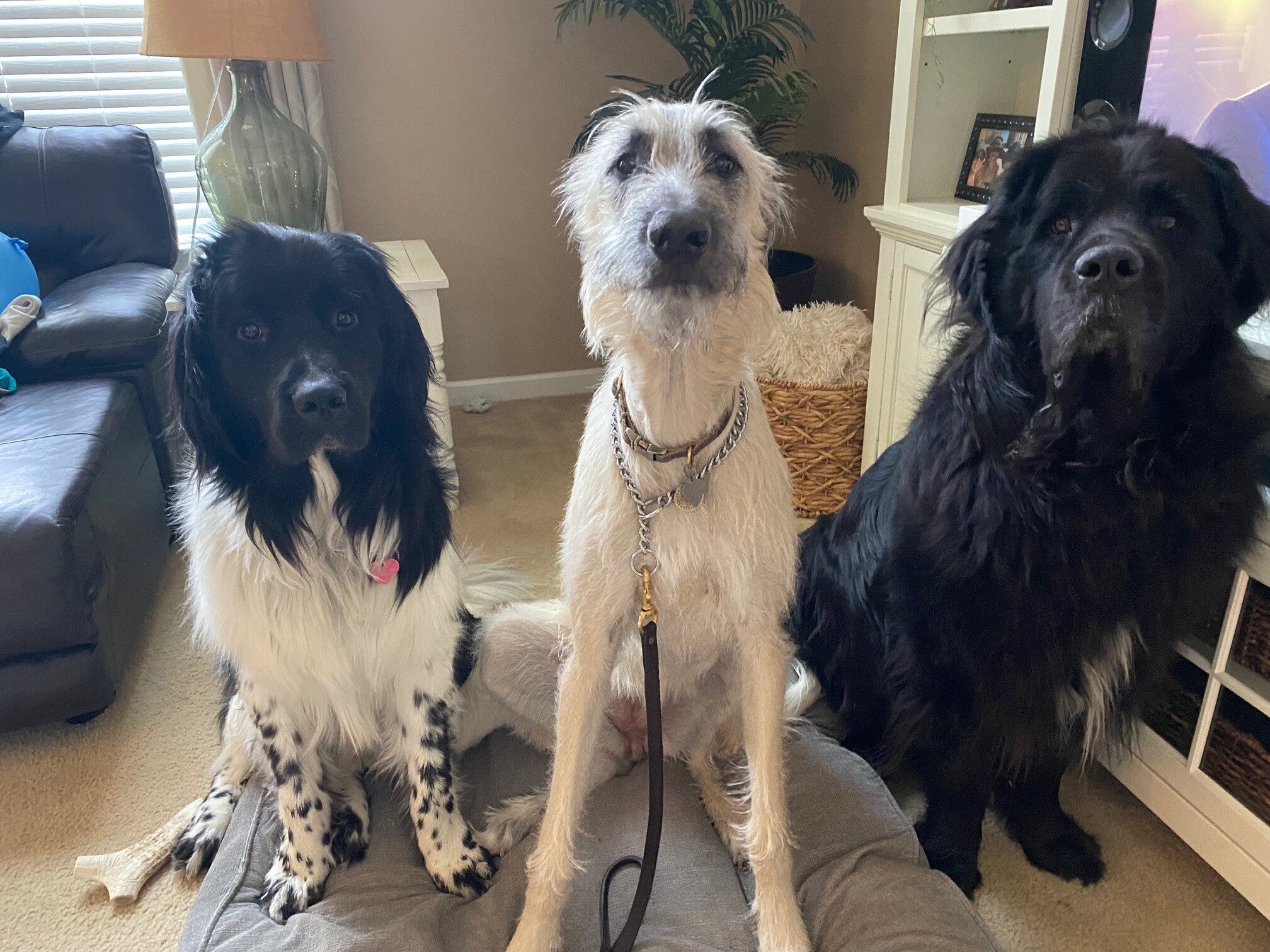 an Irish Wolfhound with two Newfoundland dogs