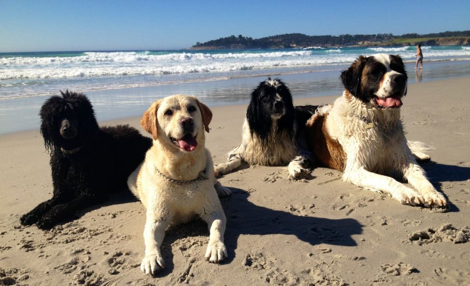 Wags This Way