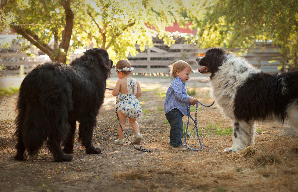 Adorable two year old twins walking a Landseer Newfoundland Dog and a Black Newfoundland Dog.