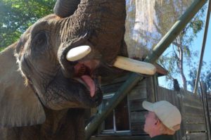 An African Elephant with her mouth open and her trainer looking inside.