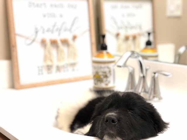 Newfoundland Puppy napping in a sink