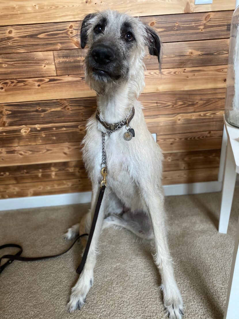 Irish Wolfhounds are the most serene and agreeable of companions