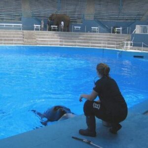 a trainer and killer whale watch an elephant with her trainers