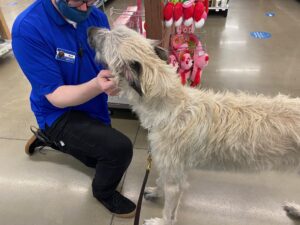 Meeting new friends is an important part of Maggie the Irish Wolfound's training