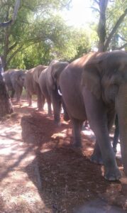 elephants walking